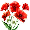 Romantic summer red poppy flower isolated, watercolor illustration on white Royalty Free Stock Photo