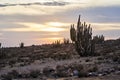 Romantic sun set over a desert landscape with cactus and dramatic sky Royalty Free Stock Photo