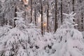 Romantic sundown in winter wood