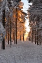 Romantic sundown in winter wood