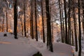 Romantic sundown in winter wood