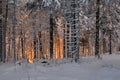 Romantic sundown in winter wood