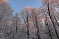 Romantic sundown in winter wood