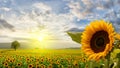 Romantic sunflower field in the sunrise with impressive sky and big sunflower in the foreground Royalty Free Stock Photo