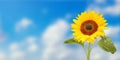 Wonderful sunflower under blue heaven, panoramic format with copy-space Royalty Free Stock Photo