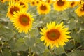 Romantic sunflowers in a field at sunset Royalty Free Stock Photo