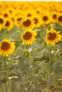 Romantic sunflowers in a field at sunset Royalty Free Stock Photo