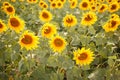 Romantic sunflowers in a field at sunset Royalty Free Stock Photo