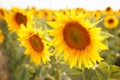 Romantic sunflowers in a field at sunset Royalty Free Stock Photo