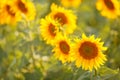 Romantic sunflowers in a field at sunset Royalty Free Stock Photo