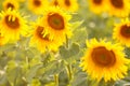 Romantic sunflowers in a field at sunset Royalty Free Stock Photo