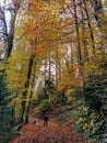 Boy and dog on fall forest road Royalty Free Stock Photo