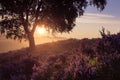 Romantic sunrise in a Dutch nature moorland