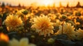 Romantic Sunset: Beautiful Dahlias In A Field At Golden Hour