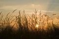 Romantic sunset with flora grass Royalty Free Stock Photo