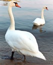 Romantic swan couple