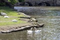 Romantic swan couple on the lake near the island