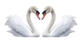 romantic swan couple making heart with necks. transparent background