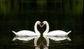 Romantic Swans