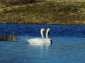 Romantic swans in the lagoon