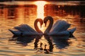 Romantic swans making a heart shape, Swan couple for Valentine's Day Royalty Free Stock Photo