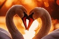 Romantic swans making a heart shape, Swan couple for Valentine's Day Royalty Free Stock Photo