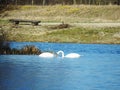 Romantic swans swimming in the lake Royalty Free Stock Photo