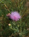 Romantic thistle in the warm colors of the setting sun. End of August. Voronezh region