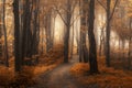 Romantic trail in foggy forest with orange leaves Royalty Free Stock Photo