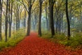 Romantic trail in the forest during autumn