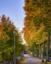 romantic tree alley in the city. natural autumn background