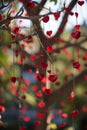 Romantic tree with beautiful valentine's day decorations hanging outdoors