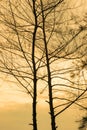 romantic tree golden sky