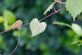 Heart shaped jagged leaf on a vine in selective focus Royalty Free Stock Photo