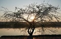 Romantic tree at sunset