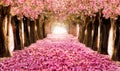 The romantic tunnel of pink flower trees