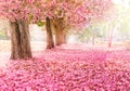 The romantic tunnel of pink flower trees