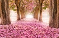 The romantic tunnel of pink flower trees Royalty Free Stock Photo