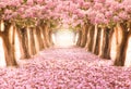 The romantic tunnel of pink flower trees