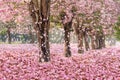 The romantic tunnel of pink flower trees