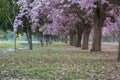 The romantic tunnel of pink flower trees. Royalty Free Stock Photo