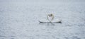 Romantic two swans, Love Royalty Free Stock Photo