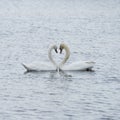 Romantic two swans, Love Royalty Free Stock Photo