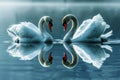 Romantic two swans. Water reflection on blue background