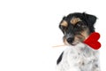 Romantic Valentine Dog . Cute Jack Russell Terrier doggy carrying a heart