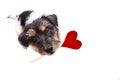 Romantic Valentine Dog . Cute Jack Russell Terrier doggy carrying a heart and looks up