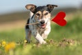 Romantic Valentine Dog . Cute Jack Russell Terrier doggy carrying a red heart over a dandelion meadow in the season spring