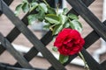 Romantic valentine love Detail closeup red roses in the garden Royalty Free Stock Photo