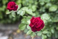 Romantic valentine love Detail closeup red roses in the garden Royalty Free Stock Photo