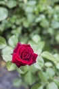 Romantic valentine love Detail closeup red roses in the garden Royalty Free Stock Photo